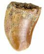 Juvenile Carcharodontosaurus Tooth - Feeding Worn Tip #89097-1